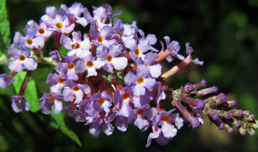 buddleia  de david